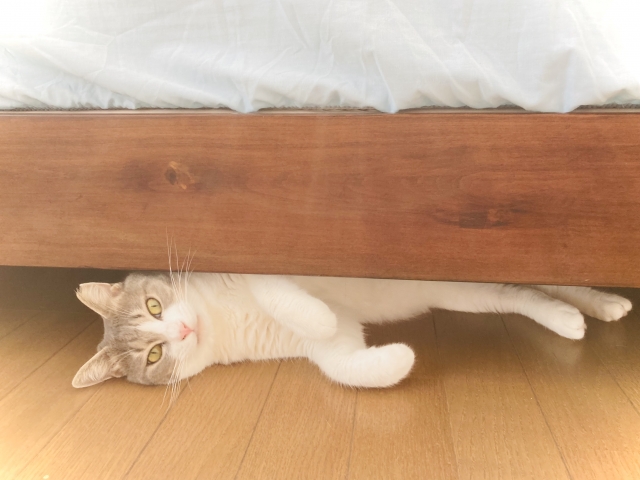 ベッドの下に入って寝ている猫